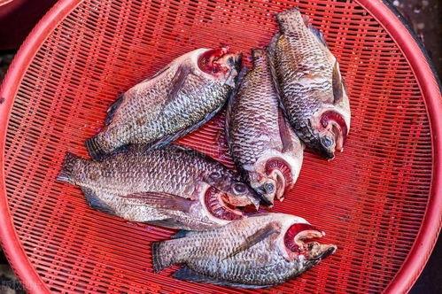 头条官方人员采访罗非鱼,头条官方揭秘行业未来